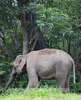 Minneriya National Park