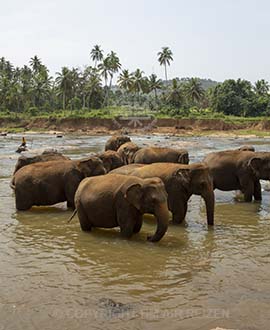 Pinnawela - Sri Lanka