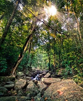 Sinharaya - Sri Lanka