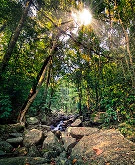 Sinharaya - Sri Lanka