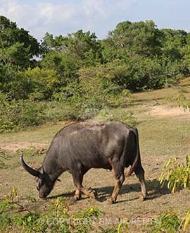 Uda Walawe National Park - Sri Lanka