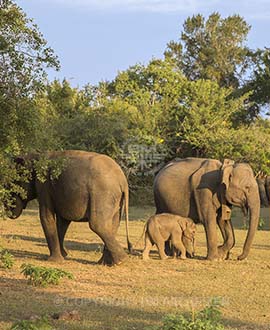 Yala National Park - Sri Lanka