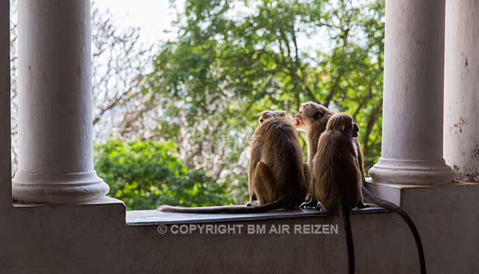 Sri Lanka - Dambulla - Apen bij de grottempel