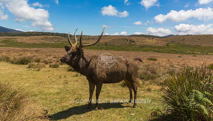 Sri Lanka - Horton Plains National Park - Dier