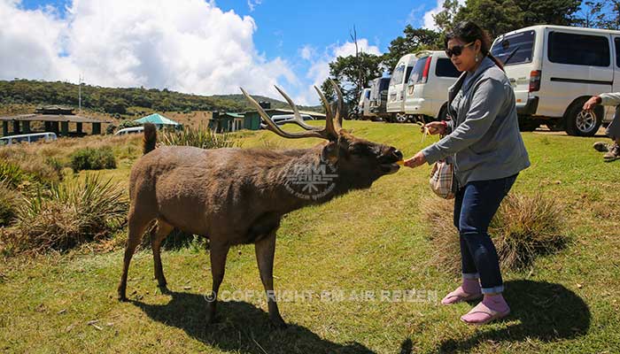 Sri Lanka - Horton Plains National Park dier voeren