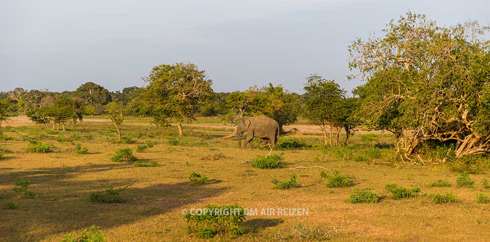 Wilpattu National Park - Jeepsafari