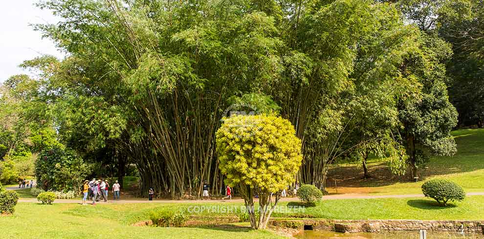 Peradeniya - botanische tuin