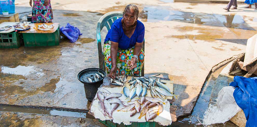 Negombo - Vismarkt