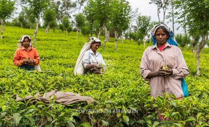Nuwara Eliya - theeplantage