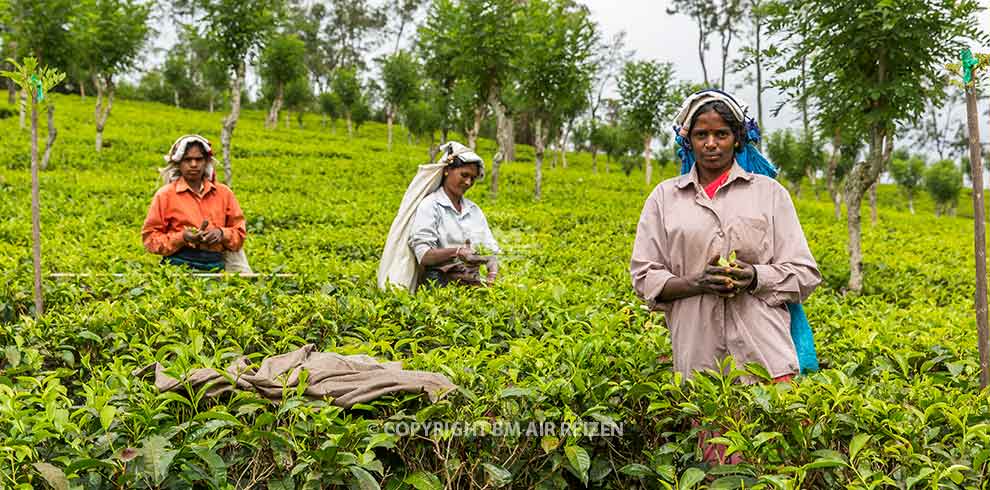 Nuwara Eliya - theeplantage