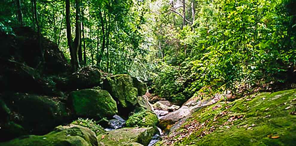Sinharaja Rain Forest