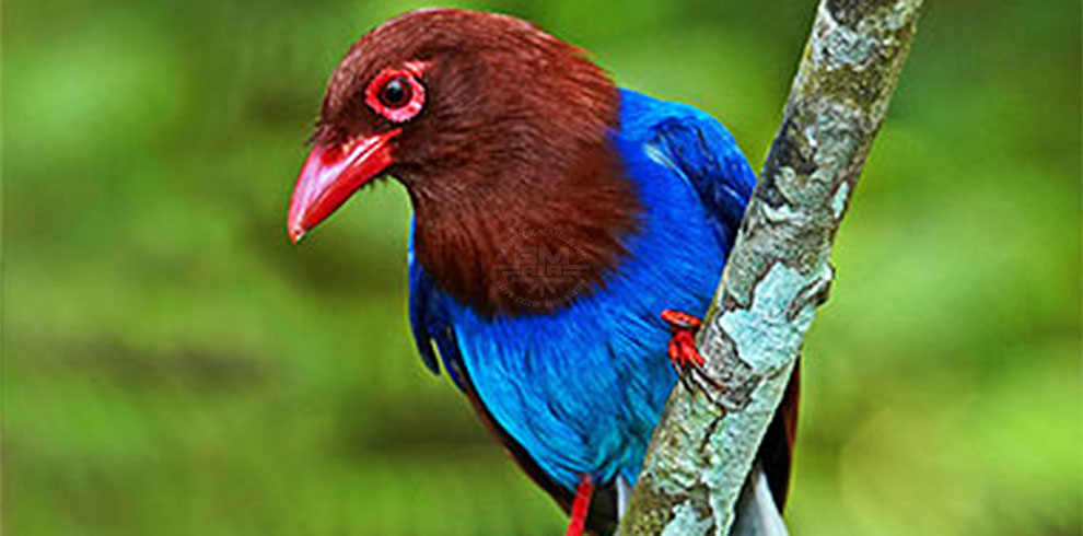 Sinharaja Rain Forest