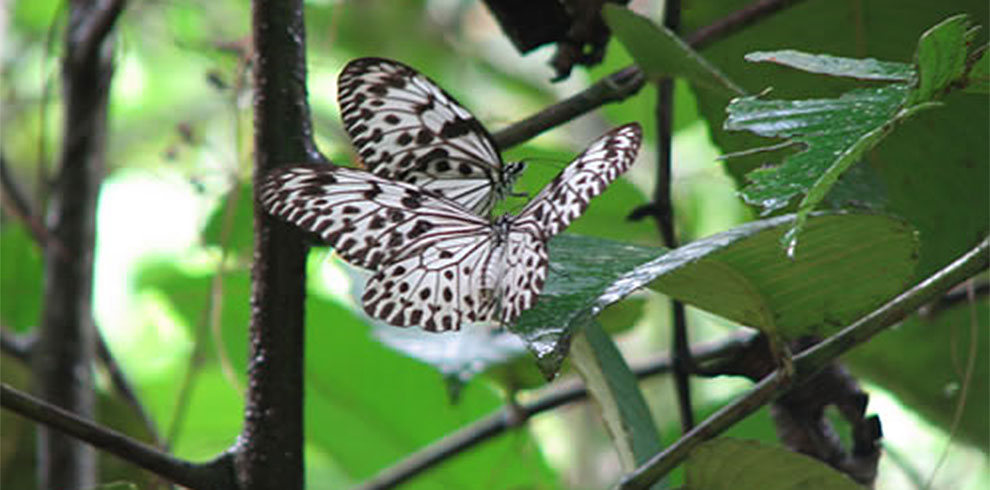 Sinharaja Rain Forest