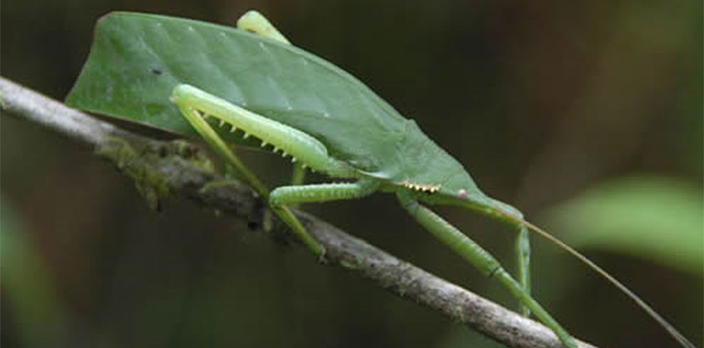 Sinharaja Rain Forest