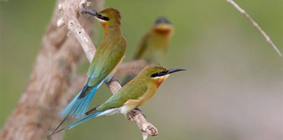 Sinharaja Rain Forest