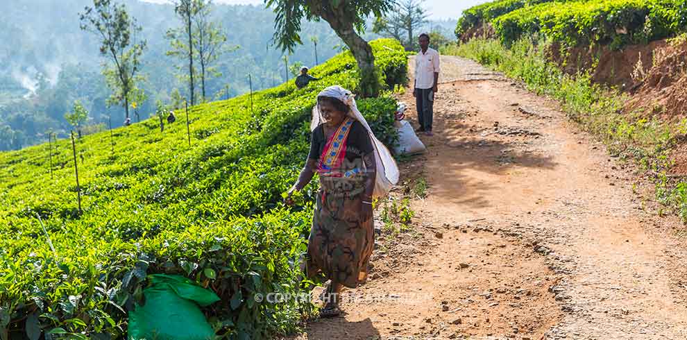 Nuwara Eliya - theeplantage