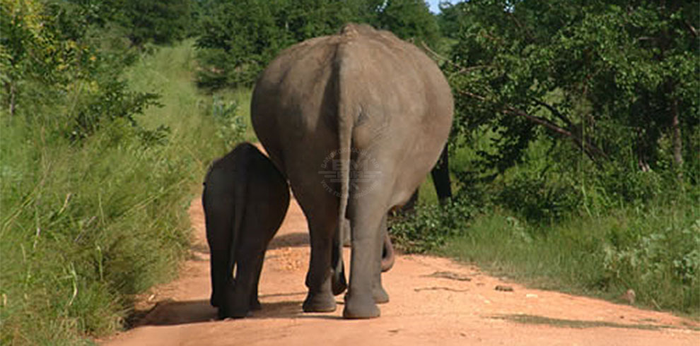 Uda Walawe National Park