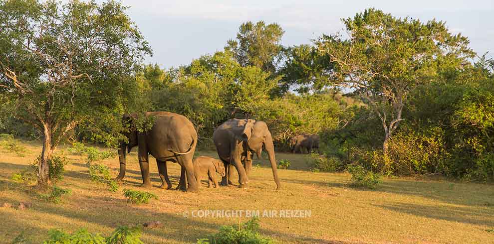 Uda Walawe National Park