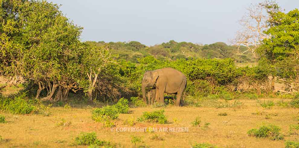 Wilpattu National Park