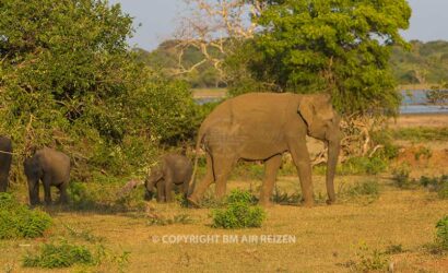 Yala National Park