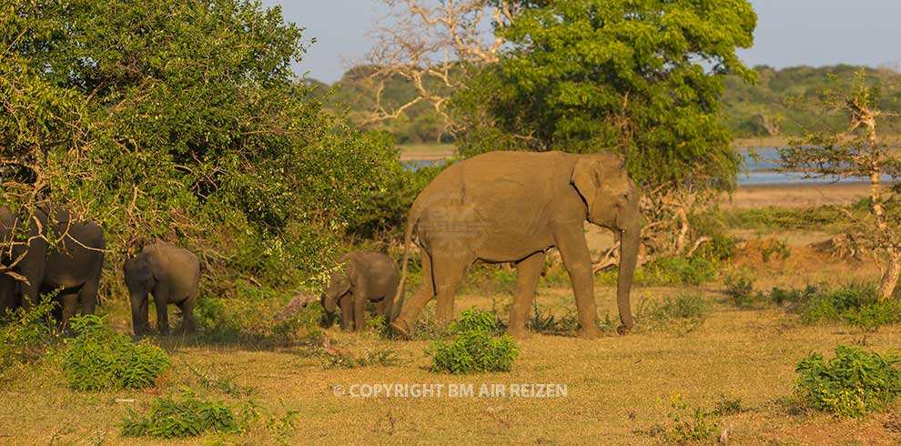 Yala National Park