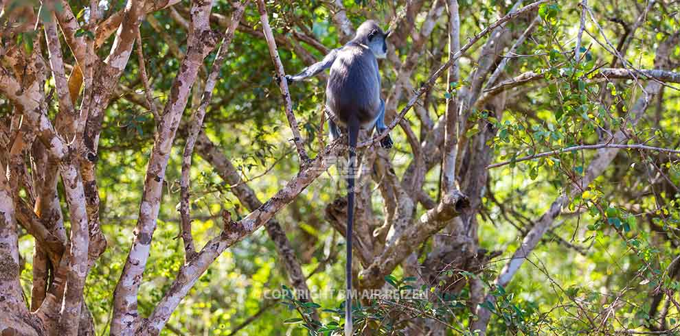 Yala National Park