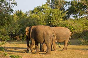 Uda Walawe National Park
