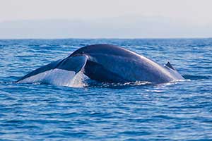 Sri Lanka - walvis