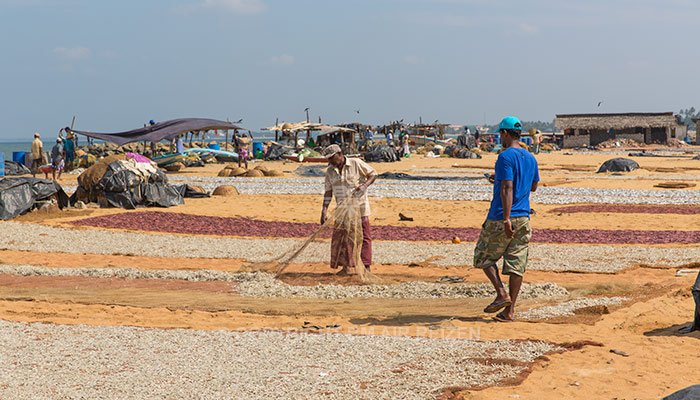 Negombo - Vismarkt