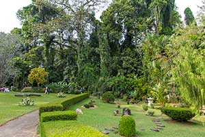 Peradeniya - botanische tuin