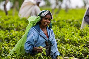 Nuwara Eliya - theeplantage