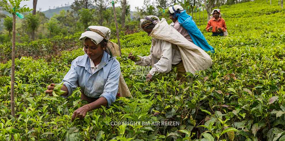 Nuwara Eliya - Theeplantage