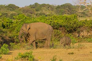 Yala National Park