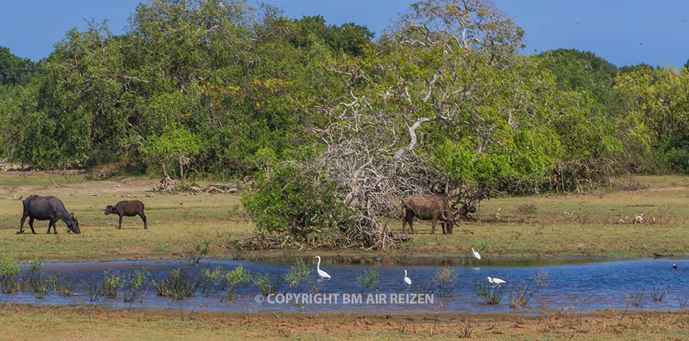 Yala National Park