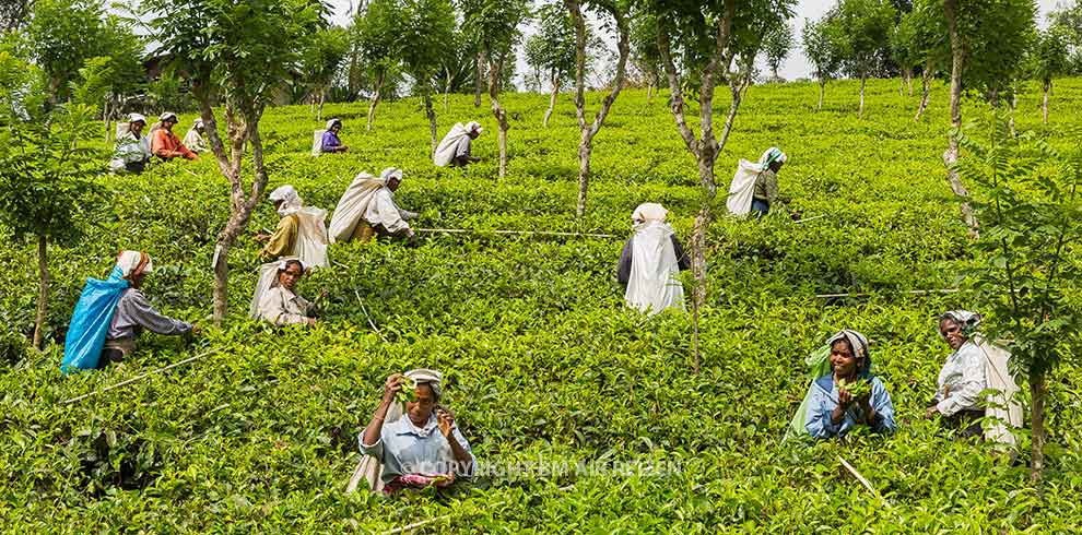 Nuwara Eliya - theeplantage