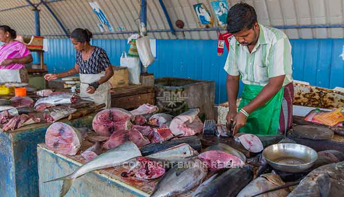 Negombo - vismarkt