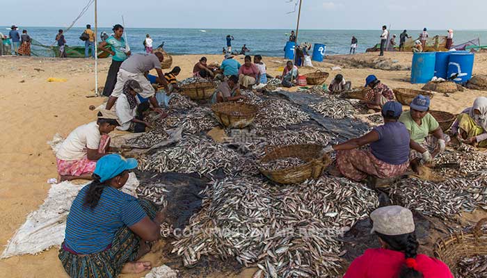 Negombo - vismarkt