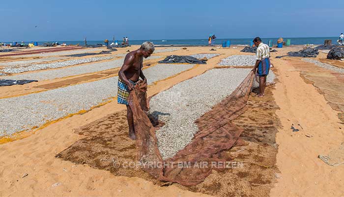 Negombo - vismarkt