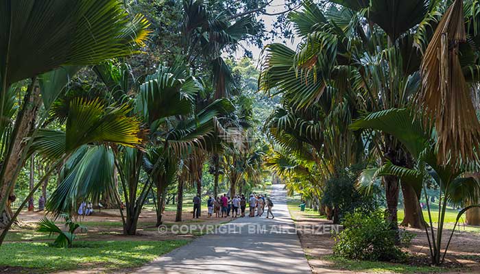 Peradeniya - botanische tuin