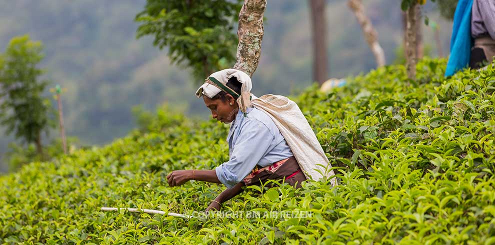 Nuwara Eliya - theeplantage