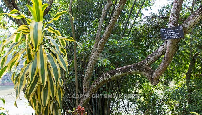 Peradeniya - botanische tuin