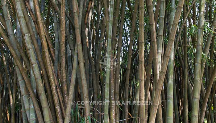 Peradeniya - botanische tuin