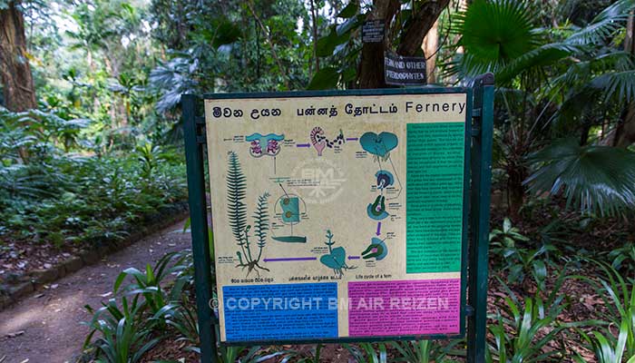 Peradeniya - botanische tuin