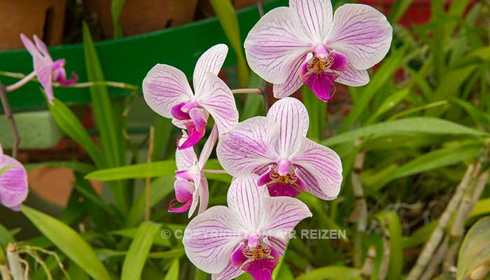 Peradeniya - botanische tuin