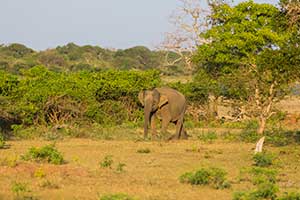 Yala National Park