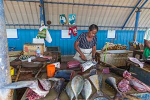 Negombo - vismarkt