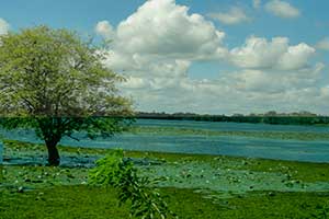 Jaffna