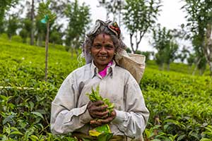 Nuwara Eliya - theeplantage