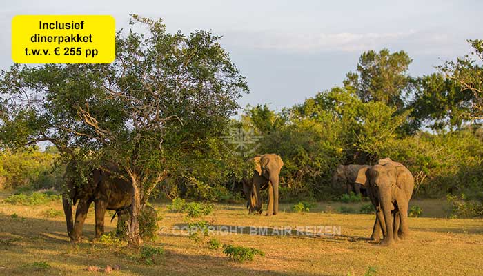 Yala National Park