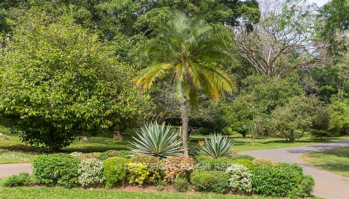 Peradeniya - Botanische Tuin